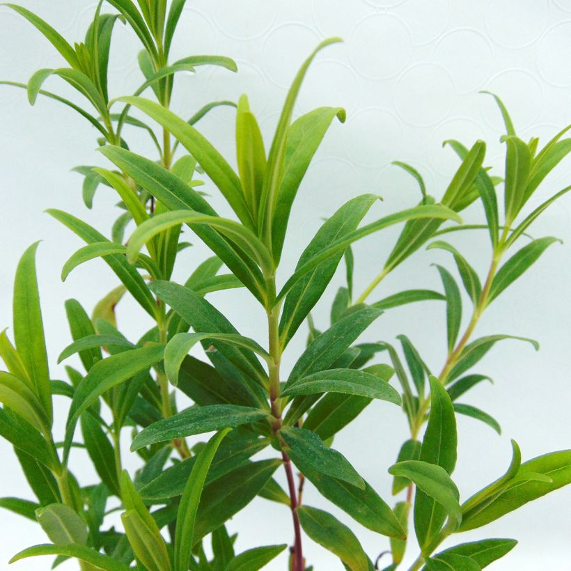 Penstemon Hewell Pink Bedder - Slangenkop (Foliage)