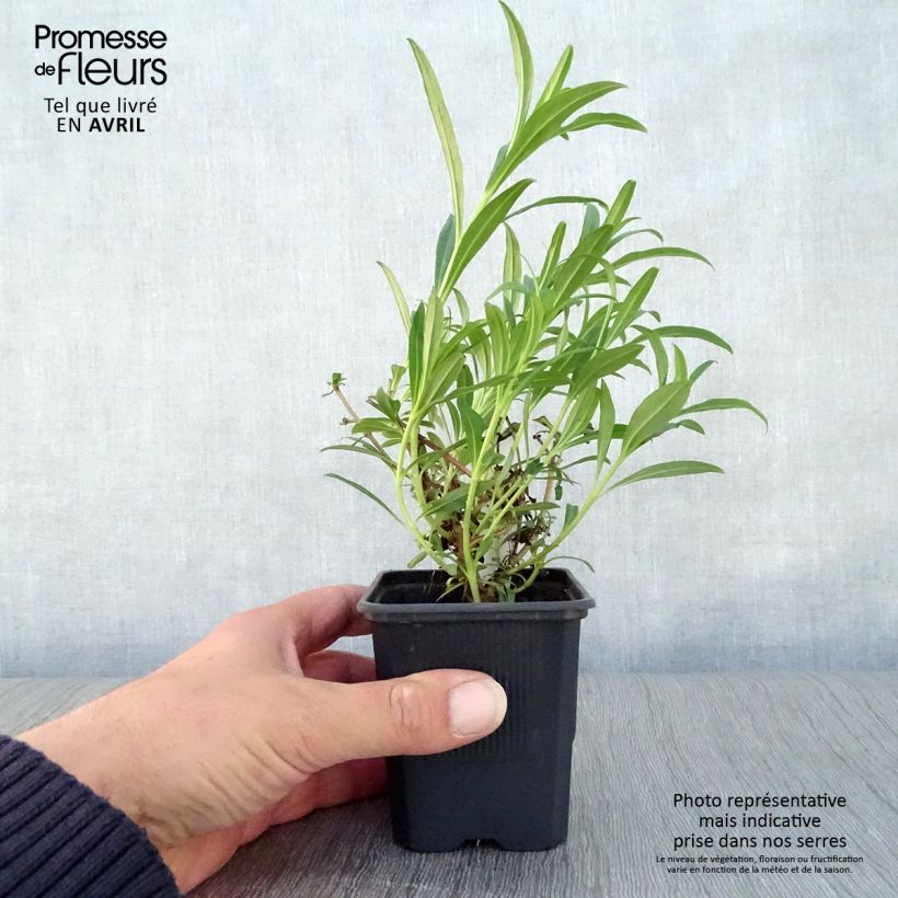 Example of Penstemon Hewell Pink Bedder - Slangenkop Kweekpotje van 8/9 cm as you get in printemps