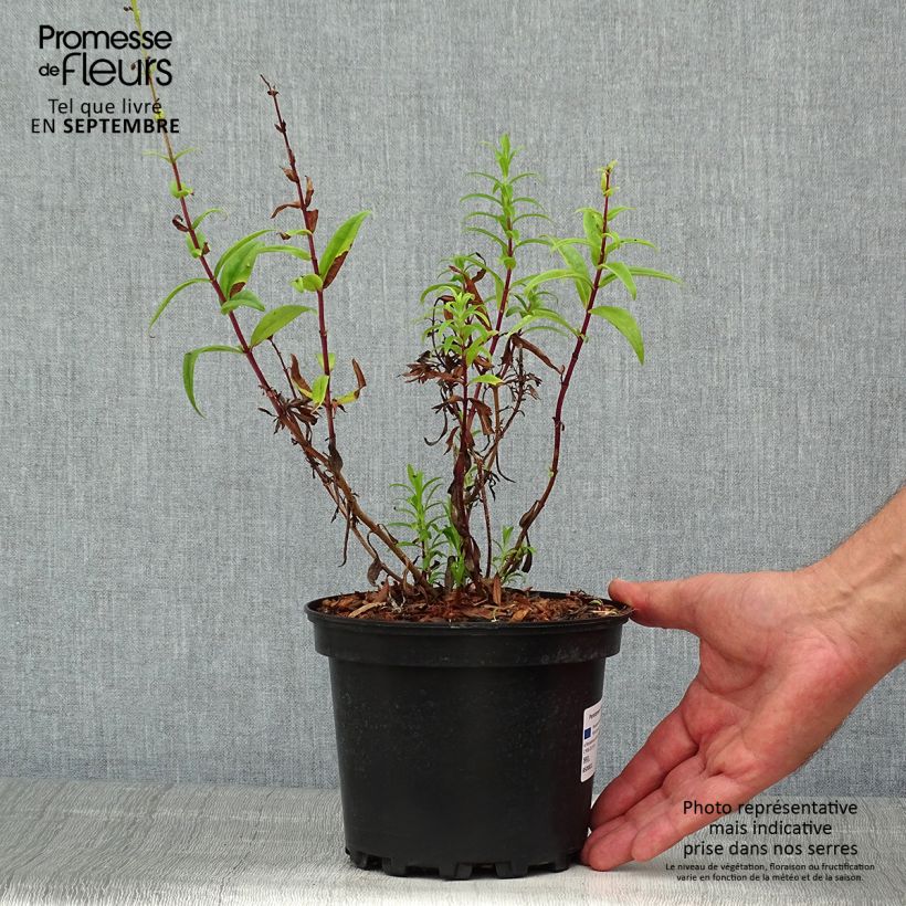 Exemplaar van Penstemon Hewell Pink Bedder - Slangenkop Pot van 2 l/3 l zoals geleverd in de zomer