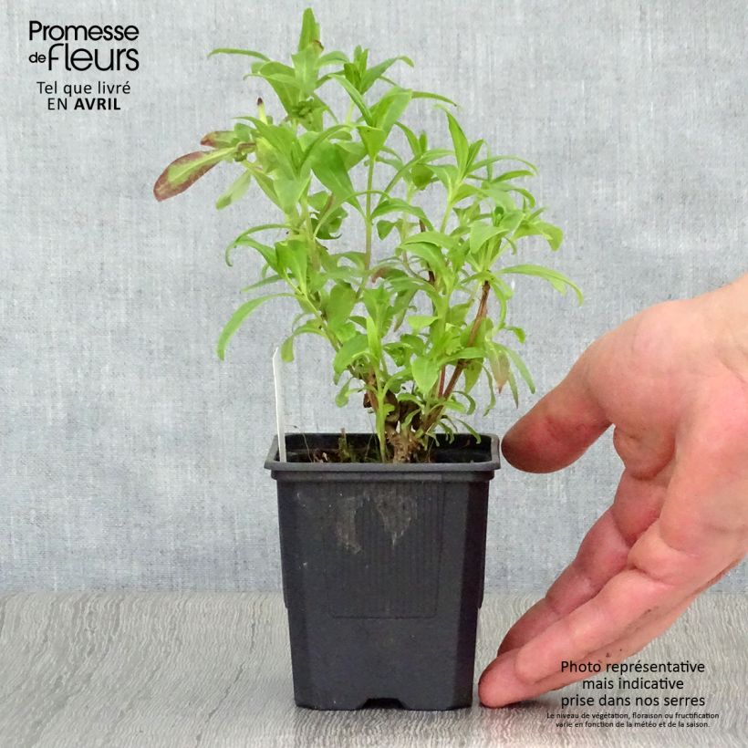 Example of Penstemon Le Phare - Slangenkop Kweekpotje van 8/9 cm as you get in printemps