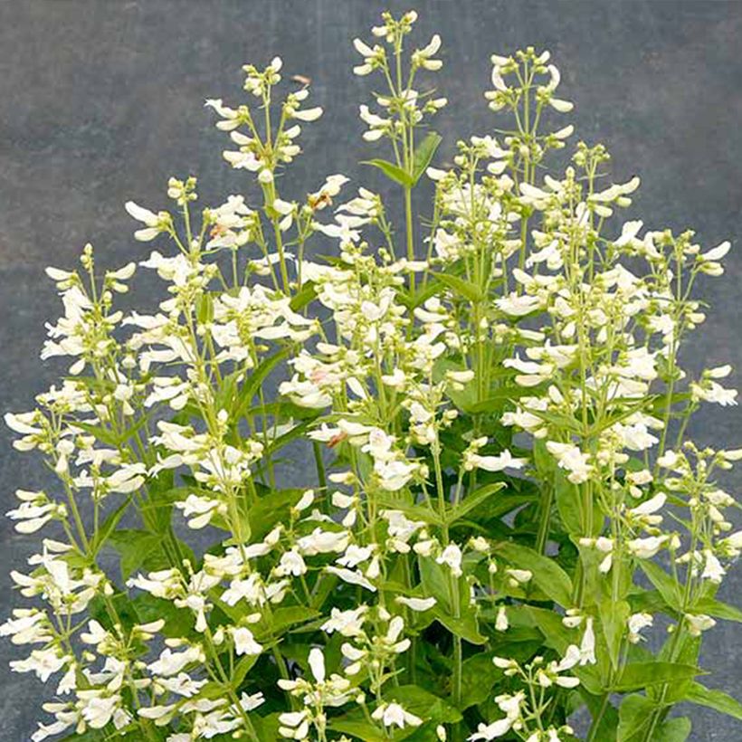 Penstemon Nova Pearl - Slangenkop (Flowering)