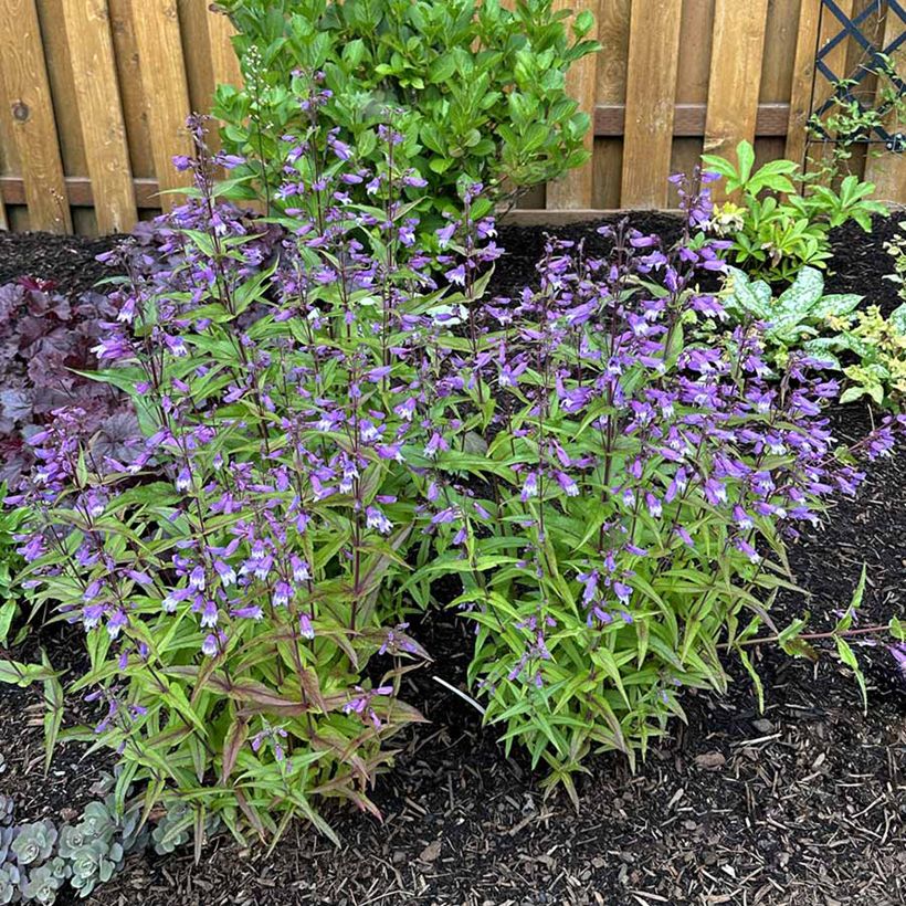 Penstemon Nova Twilight - Slangenkop (Groeiplaats)