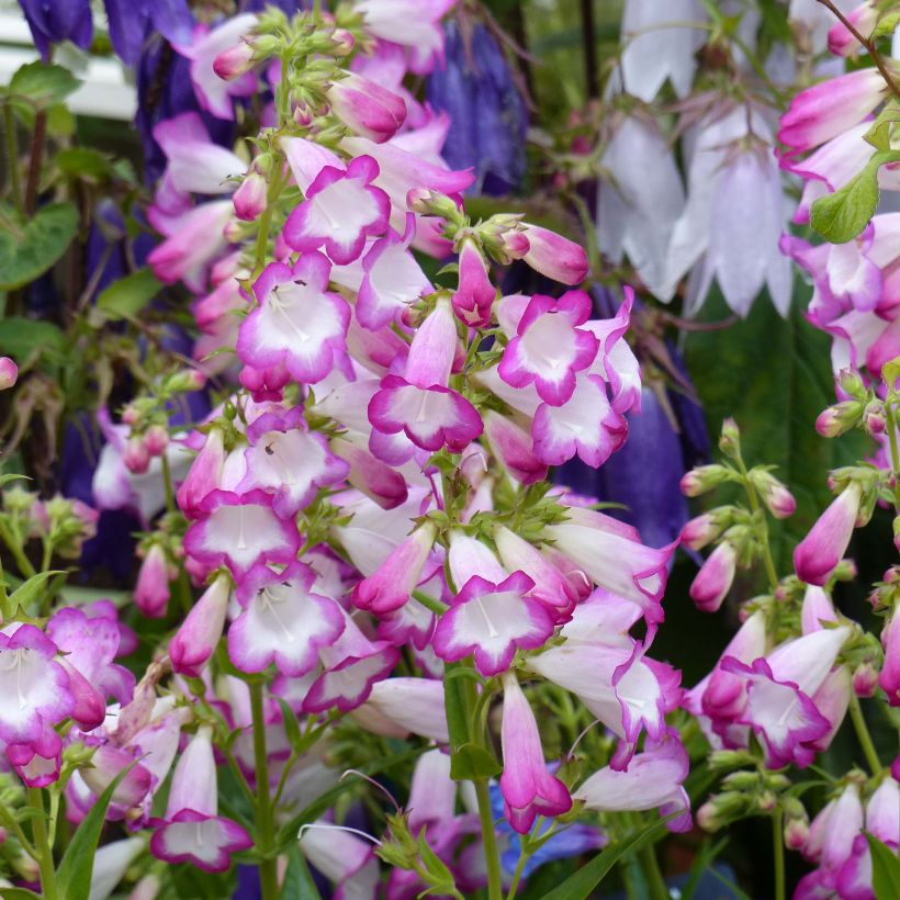 Penstemon Pensham Laura - Slangenkop (Bloei)