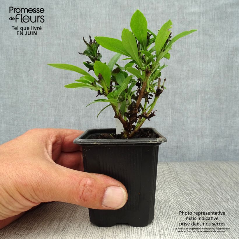Exemplaar van Penstemon Pensham Laura - Slangenkop Kweekpotje van 8/9 cm zoals geleverd in de zomer