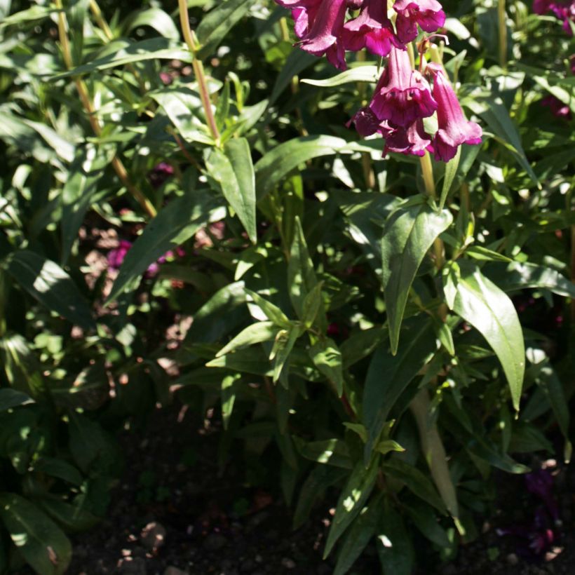 Penstemon Raven - Slangenkop (Foliage)