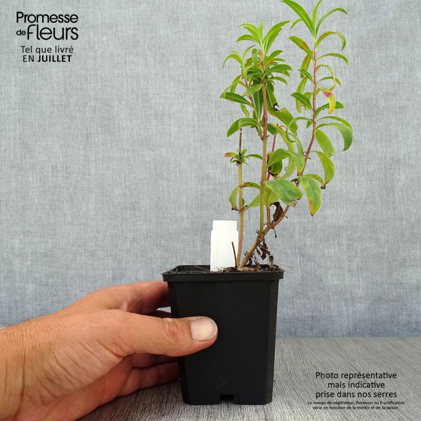 Exemplaar van Penstemon Raven - Slangenkop Kweekpotje van 8/9 cm zoals geleverd in de zomer