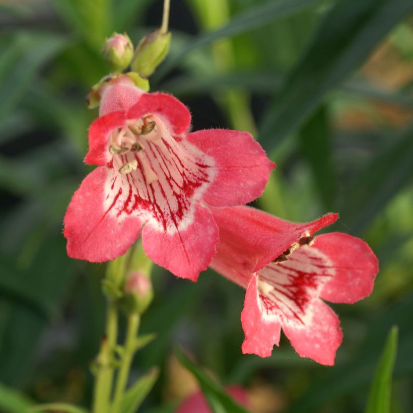 Penstemon Souvenir dAdrien Régnier - Slangenkop (Bloei)