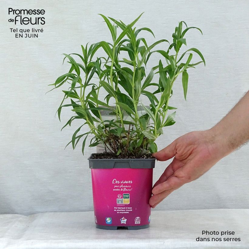 Exemplaar van Penstemon Souvenir dAdrien Régnier - Slangenkop Pot van 2 l/3 l zoals geleverd in de zomer