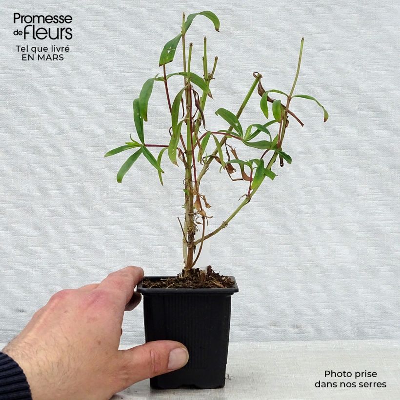 Exemplaar van Penstemon Souvenir dAdrien Régnier - Slangenkop Kweekpotje van 8/9 cm zoals geleverd in de lente