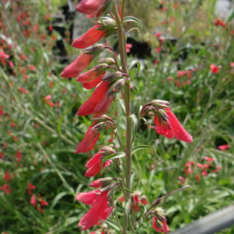 Penstemon barbatus Coccineus - Slangenkop (Flowering)