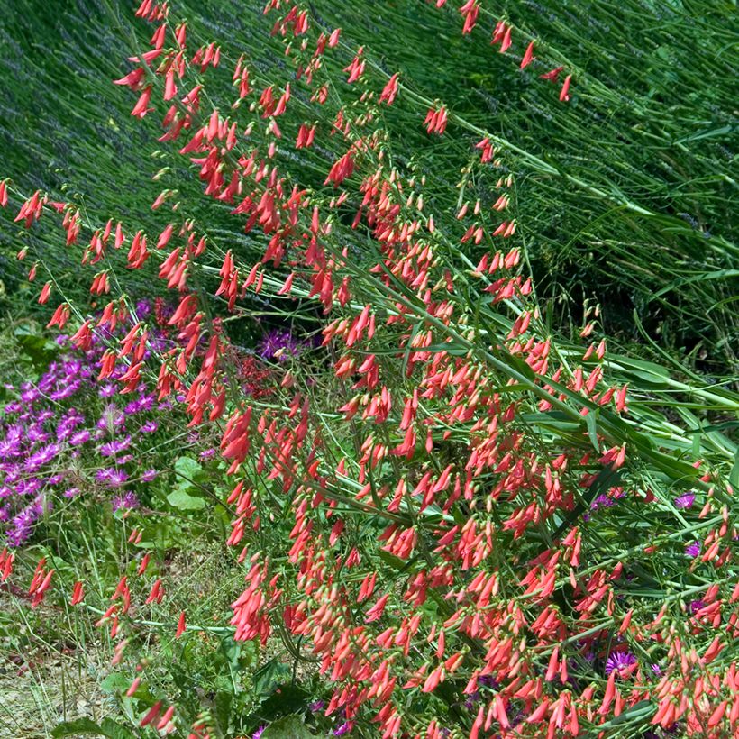 Penstemon barbatus Coccineus - Slangenkop (Groeiplaats)