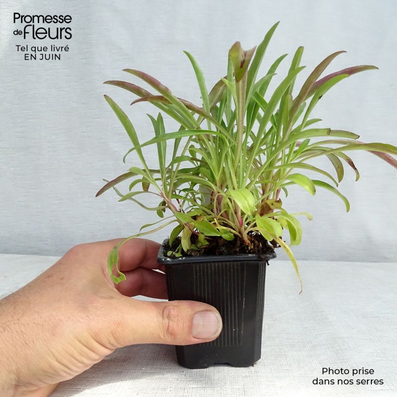 Exemplaar van Penstemon barbatus Coccineus - Slangenkop Kweekpotje van 8/9 cm zoals geleverd in de zomer
