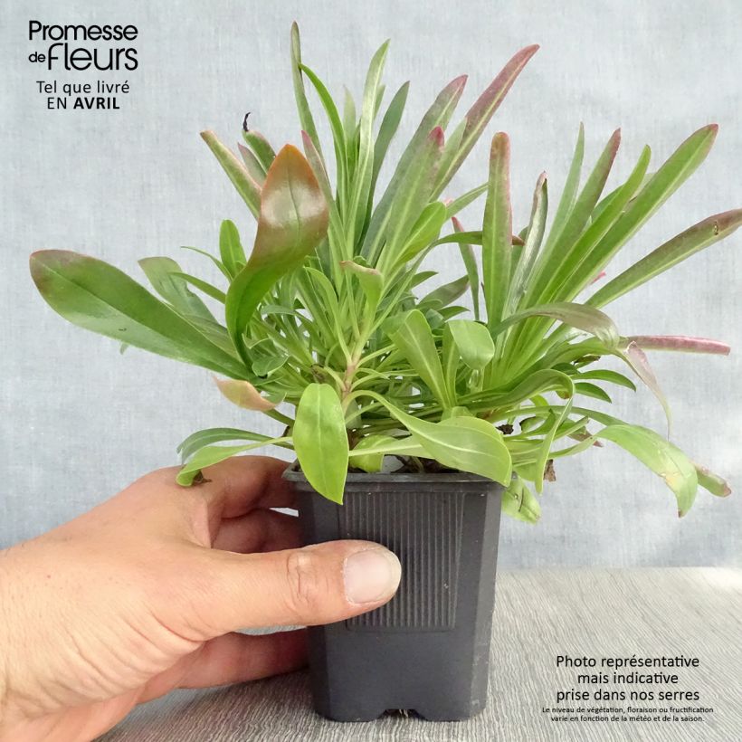 Example of Penstemon barbatus Coccineus - Slangenkop Kweekpotje van 8/9 cm as you get in printemps