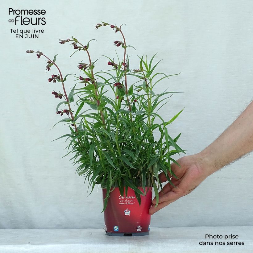 Exemplaar van Penstemon barbatus Coccineus - Slangenkop Pot van 2 l/3 l zoals geleverd in de zomer
