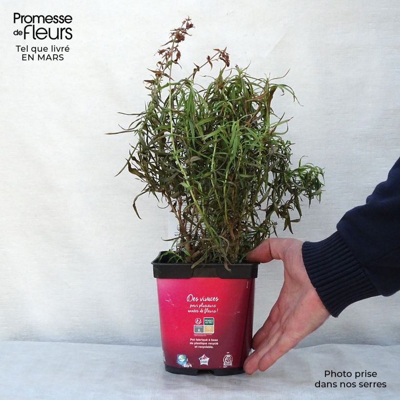 Example of Penstemon barbatus Coccineus - Slangenkop Pot van 2 l/3 l as you get in printemps
