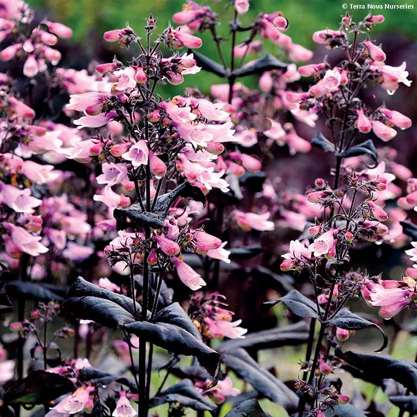 Penstemon digitalis Dakota Burgundy - Slangenkop (Bloei)