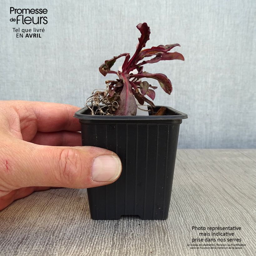 Exemplaar van Penstemon digitalis Dakota Burgundy - Slangenkop Kweekpotje van 8/9 cm zoals geleverd in de lente