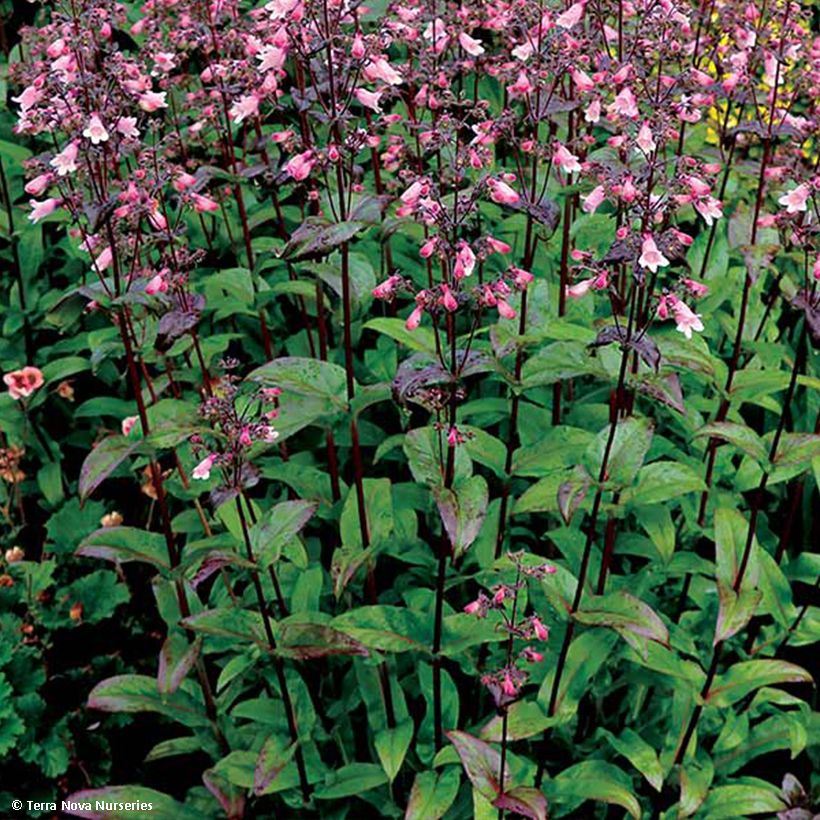 Penstemon digitalis Dakota Verde - Slangenkop (Blad)