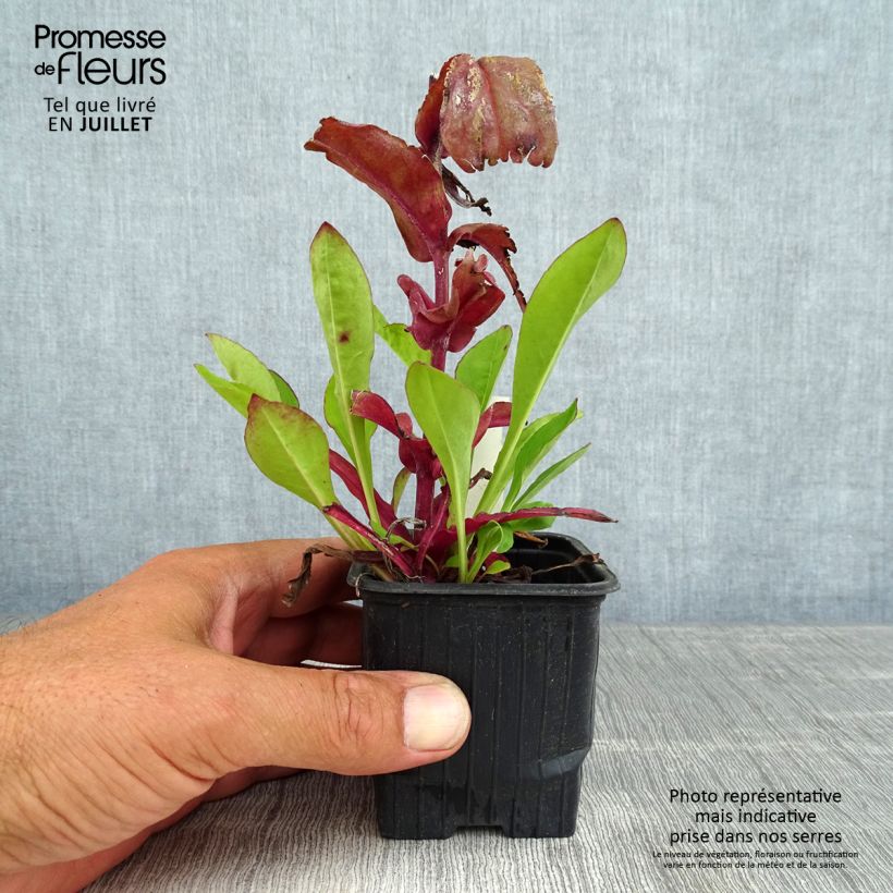 Exemplaar van Penstemon digitalis Dakota Verde - Slangenkop Kweekpotje van 8/9 cm zoals geleverd in de zomer
