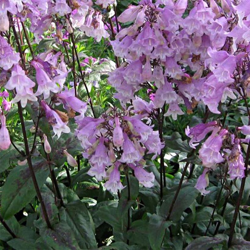 Penstemon digitalis Pocahontas - Slangenkop (Bloei)