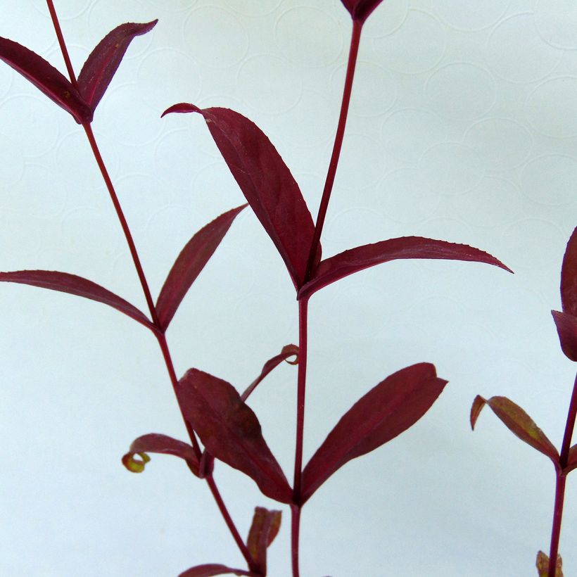 Penstemon digitalis Pocahontas - Slangenkop (Blad)