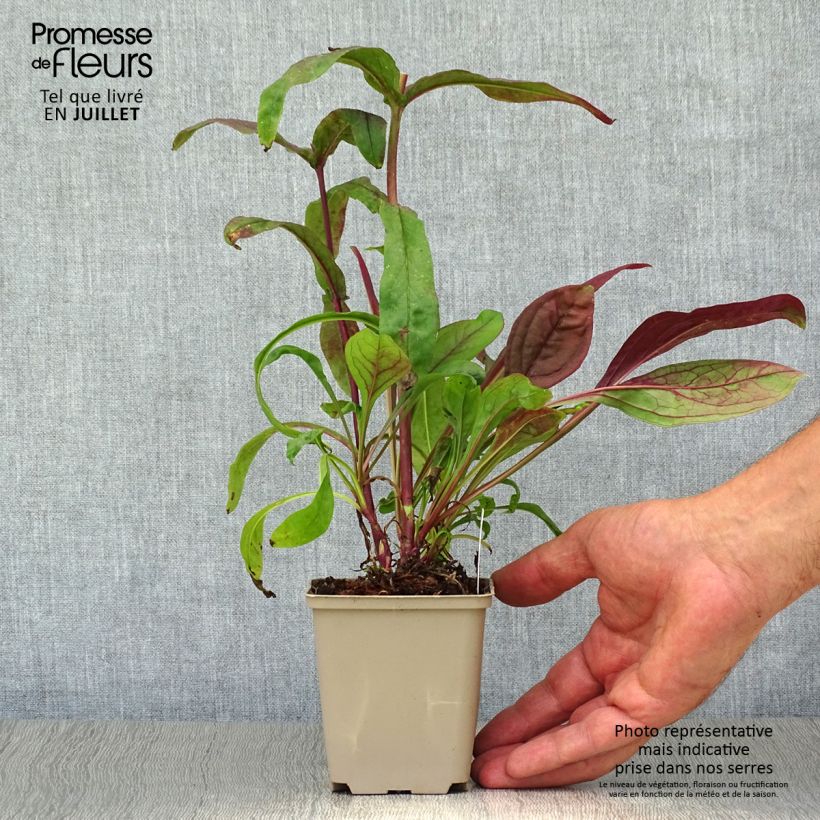 Exemplaar van Penstemon digitalis Pocahontas - Slangenkop Kweekpotje van 8/9 cm zoals geleverd in de zomer