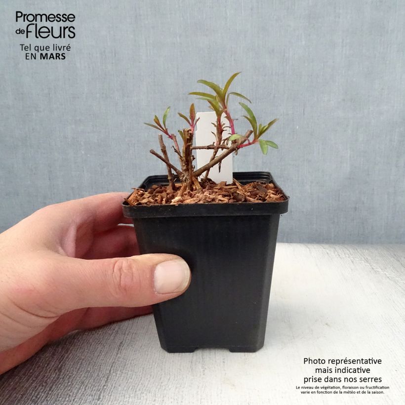 Example of Penstemon glaber - Slangenkop Kweekpotje van 8/9 cm as you get in printemps