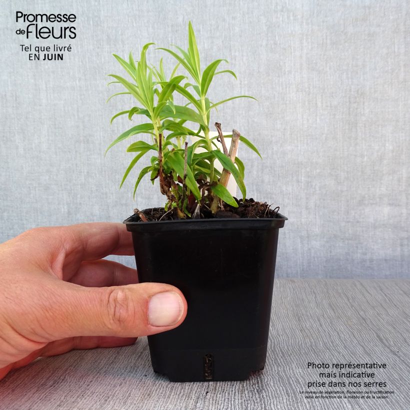 Exemplaar van Penstemon Alice Hindley - Slangenkop Kweekpotje van 8/9 cm zoals geleverd in de zomer