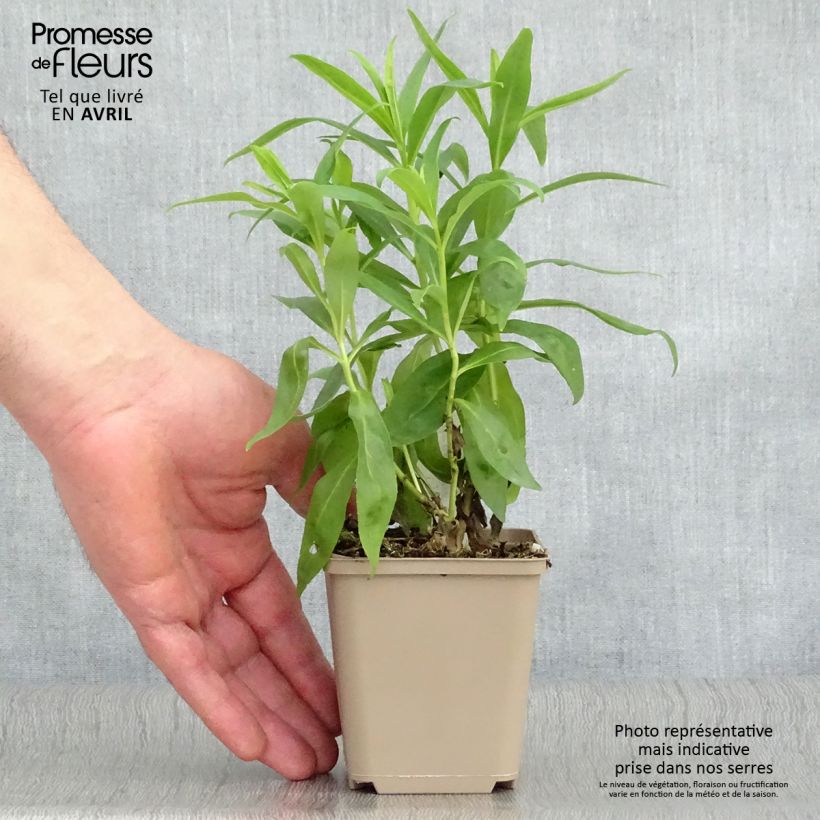 Example of Penstemon Alice Hindley - Slangenkop Kweekpotje van 8/9 cm as you get in printemps