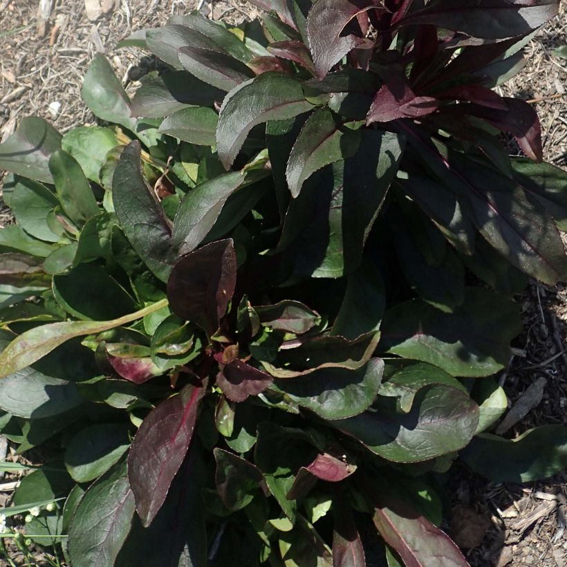 Penstemon digitalis Dark Towers - Slangenkop (Foliage)