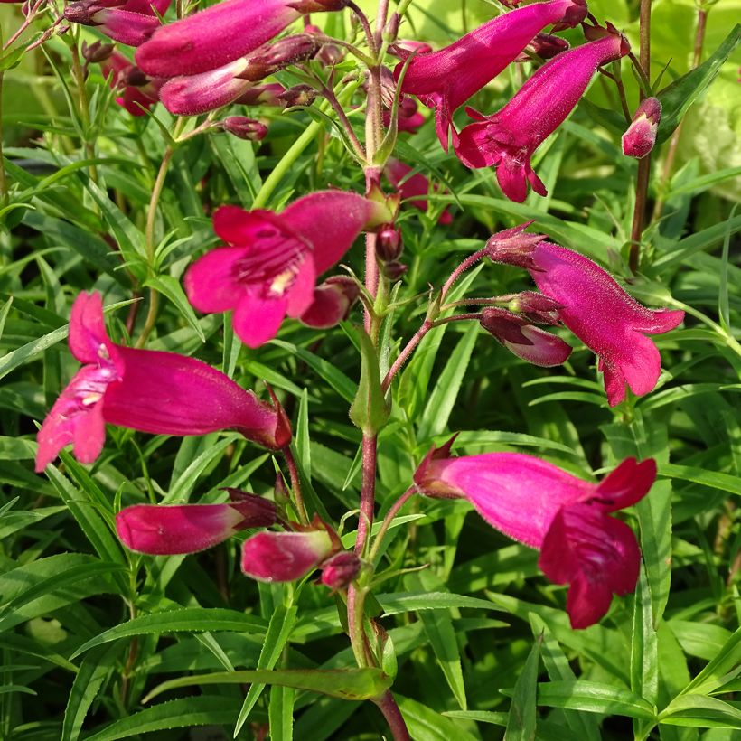 Penstemon Garnet - Slangenkop (Bloei)