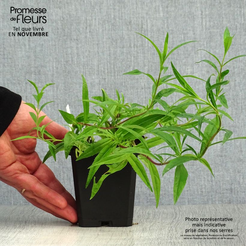 Exemplaar van Penstemon Garnet - Slangenkop Kweekpotje van 8/9 cm zoals geleverd in de herfst