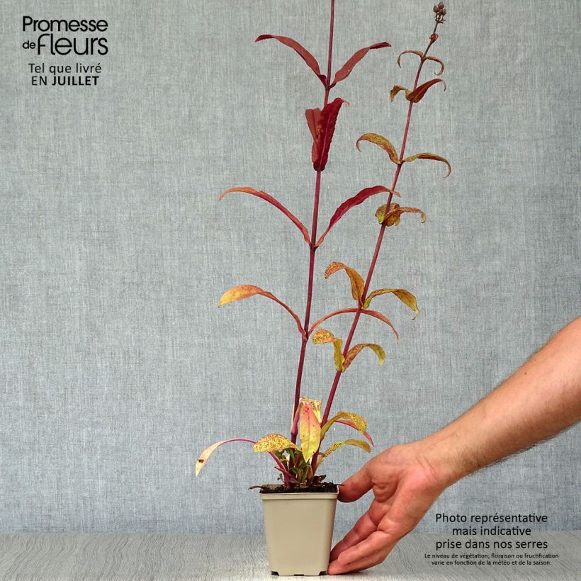 Exemplaar van Penstemon digitalis Husker Red - Slangenkop Kweekpotje van 8/9 cm zoals geleverd in de zomer