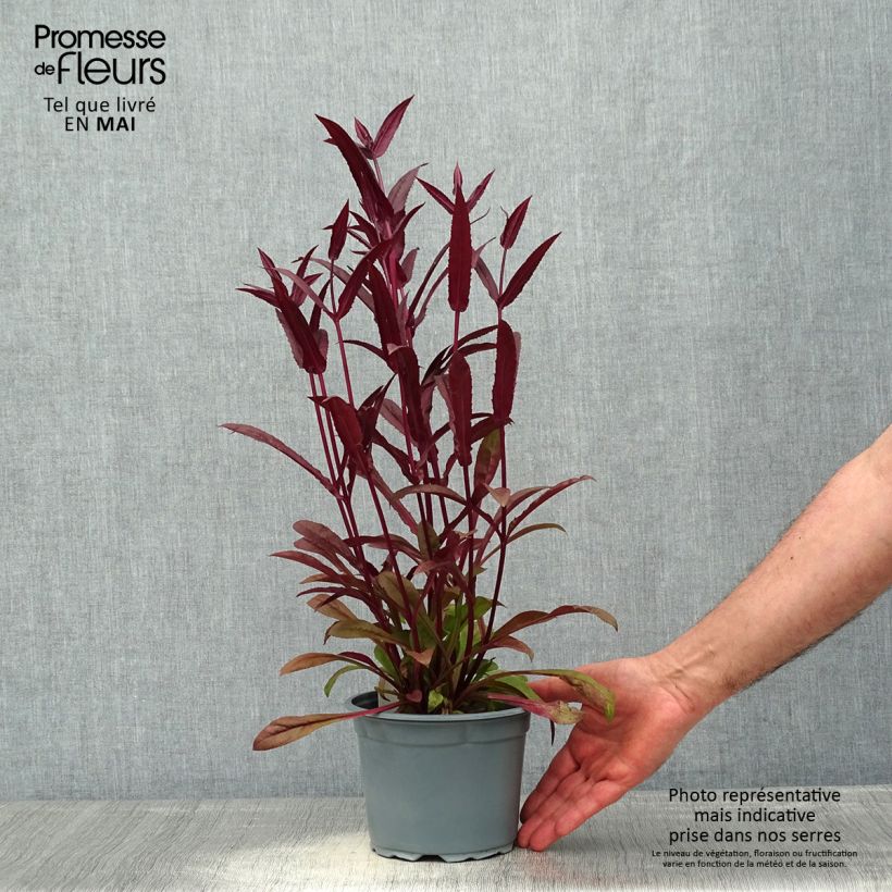 Exemplaar van Penstemon digitalis Husker Red - Slangenkop Pot van 2 l/3 l zoals geleverd in de lente