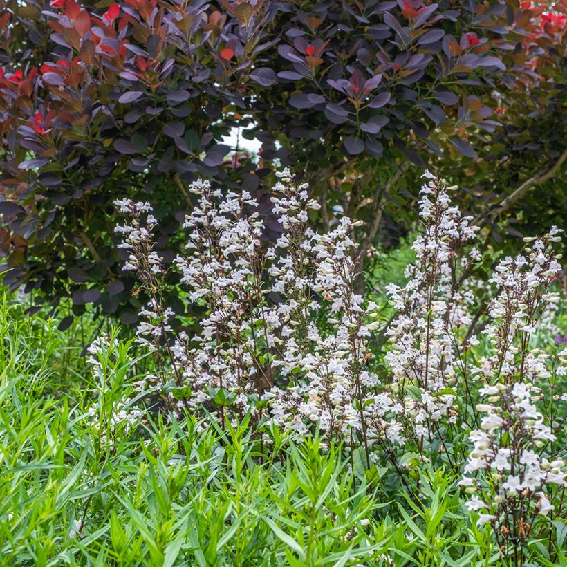 Penstemon digitalis Husker Red - Slangenkop (Groeiplaats)