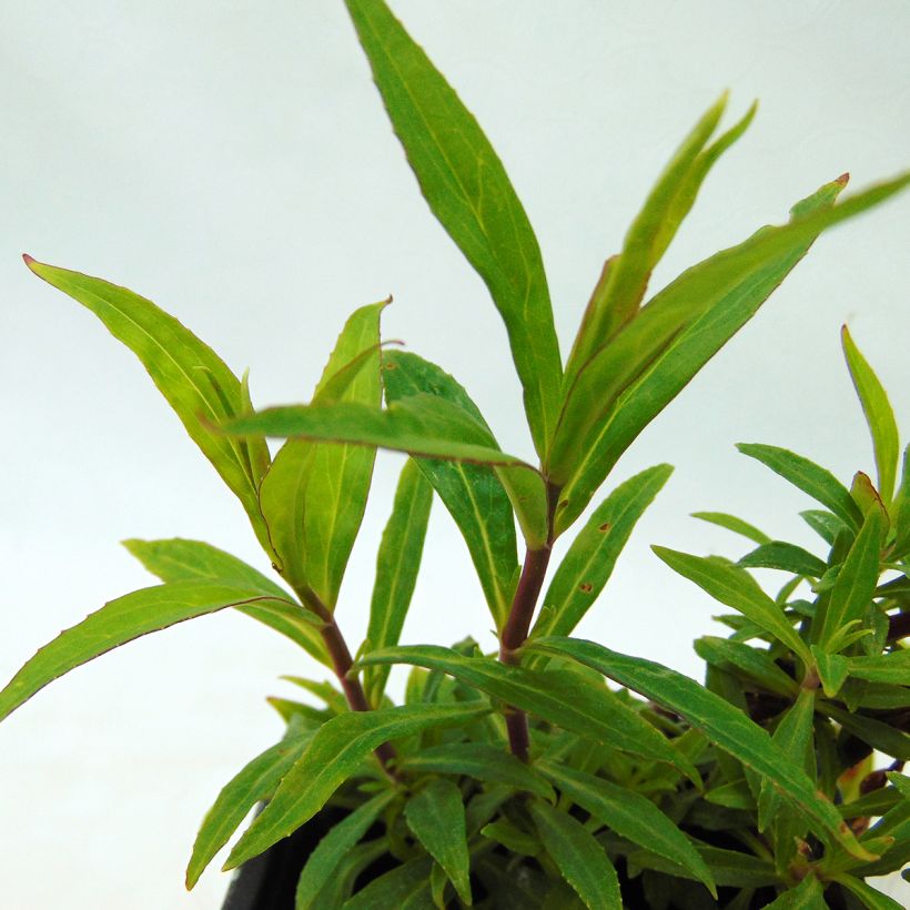 Penstemon Russian River - Slangenkop (Foliage)