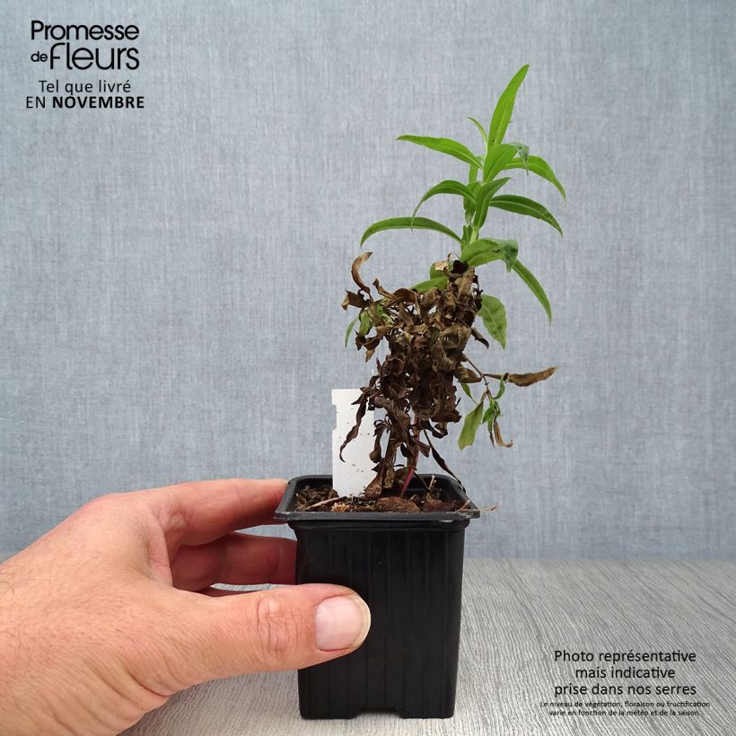 Exemplaar van Penstemon Russian River - Slangenkop Kweekpotje van 8/9 cm zoals geleverd in de herfst