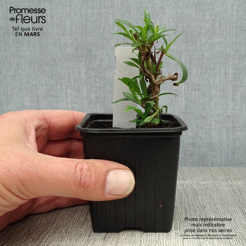 Example of Penstemon Russian River - Slangenkop Kweekpotje van 8/9 cm as you get in printemps