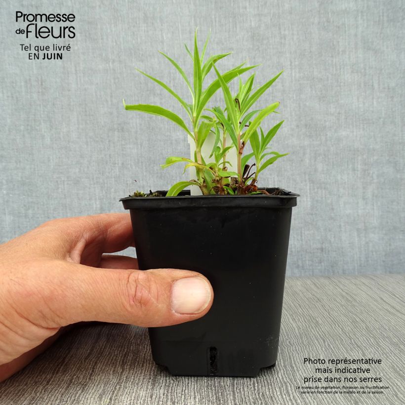 Exemplaar van Penstemon Schoenholzeri - Slangenkop Kweekpotje van 8/9 cm zoals geleverd in de zomer
