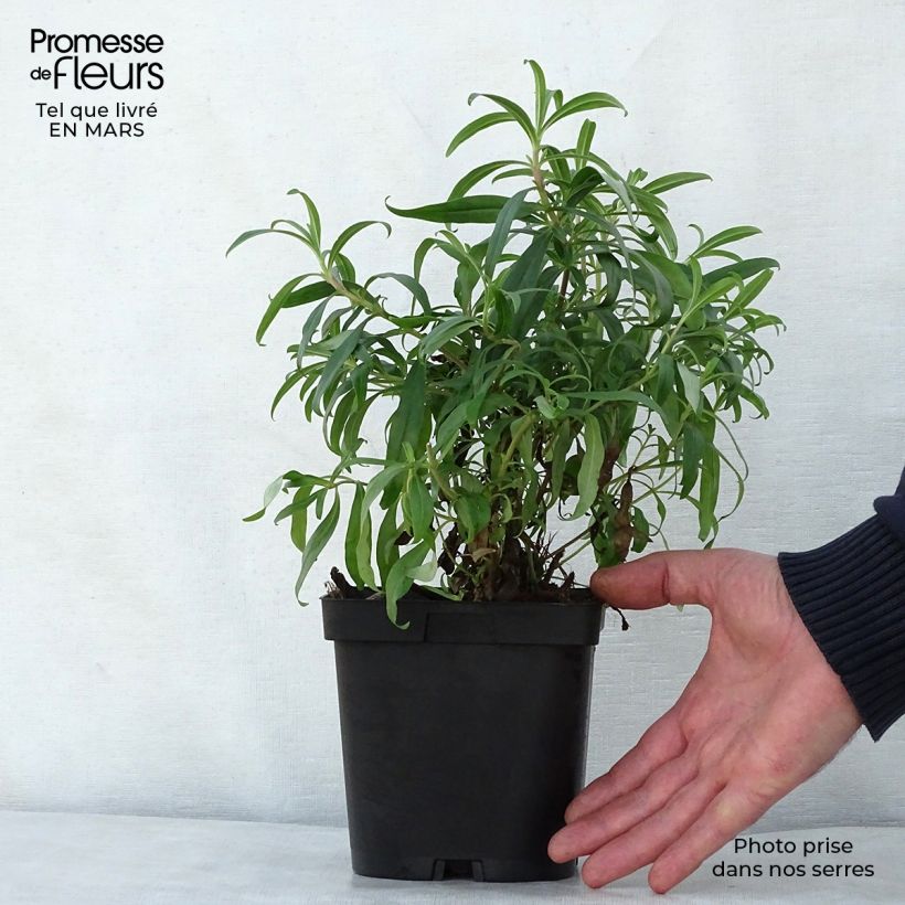 Example of Penstemon Schoenholzeri - Slangenkop Pot van 2 l/3 l as you get in printemps