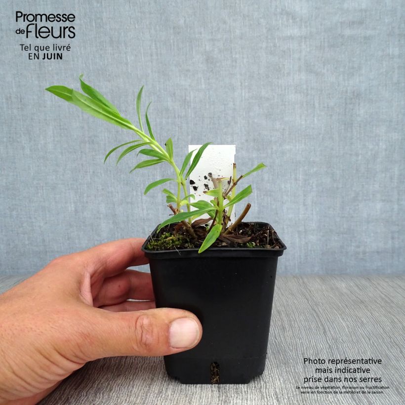 Exemplaar van Penstemon White Bedder - Slangenkop Kweekpotje van 8/9 cm zoals geleverd in de zomer