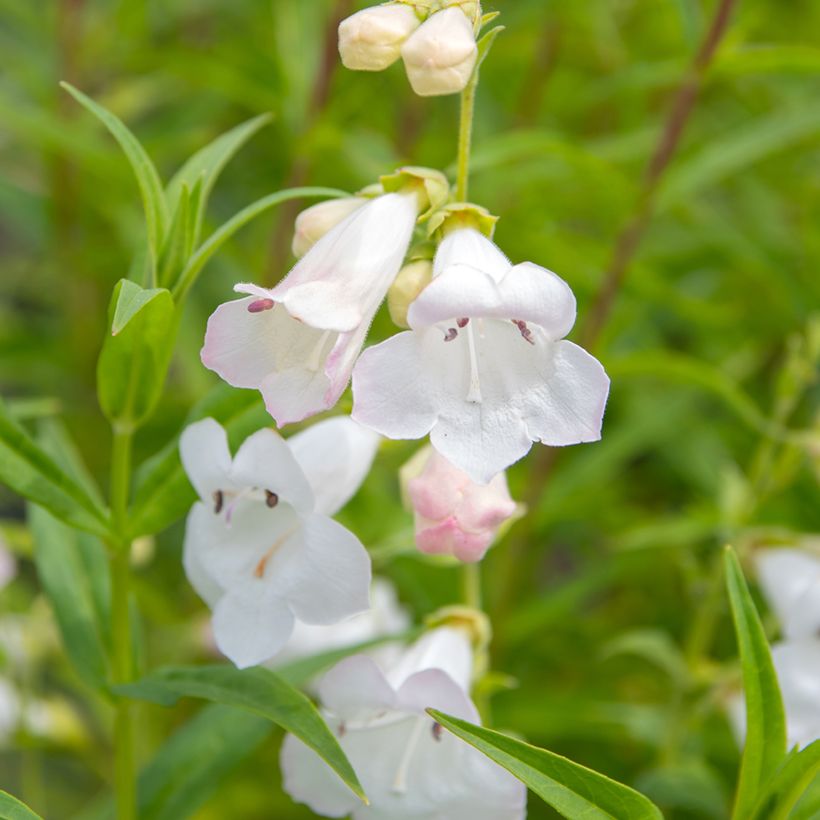 Penstemon White Bedder - Slangenkop (Bloei)