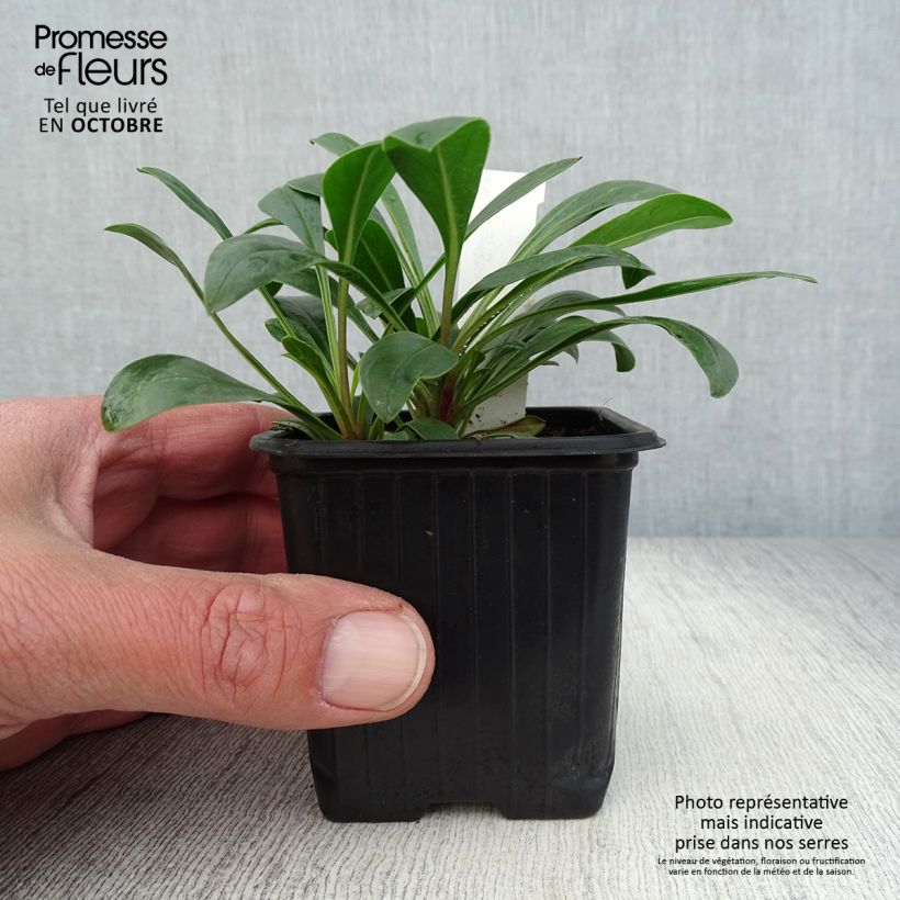 Exemplaar van Penstemon mensarum - Slangenkop Kweekpotje van 8/9 cm zoals geleverd in de herfst