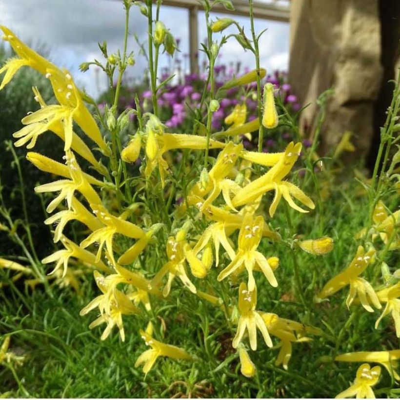 Penstemon pinifolius Mersea Yellow - Slangenkop (Flowering)