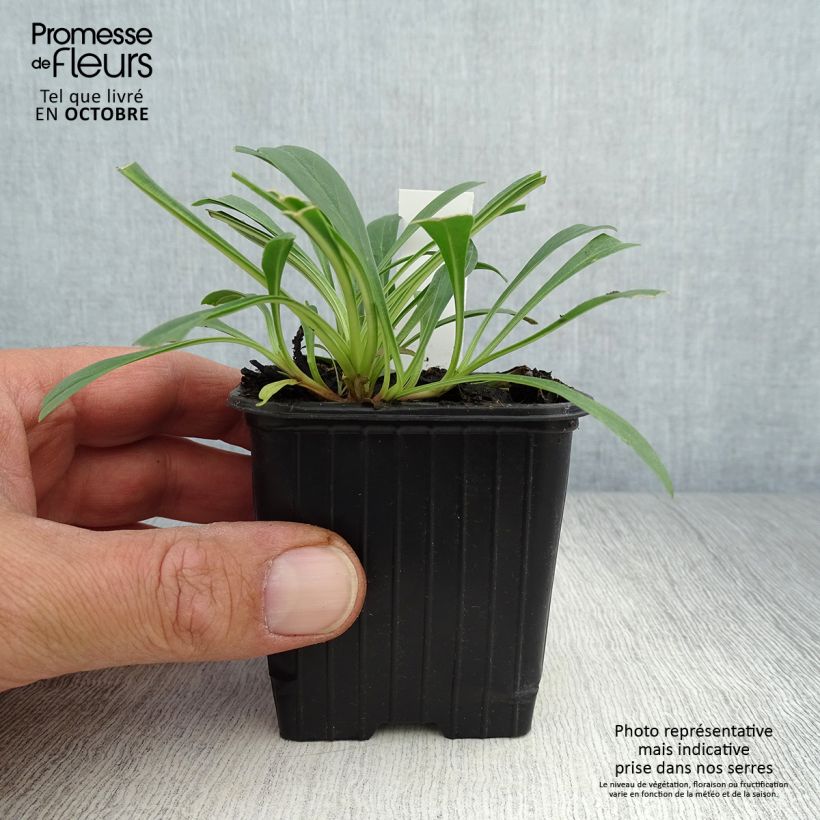 Exemplaar van Penstemon strictus - Slangenkop Kweekpotje van 8/9 cm zoals geleverd in de herfst