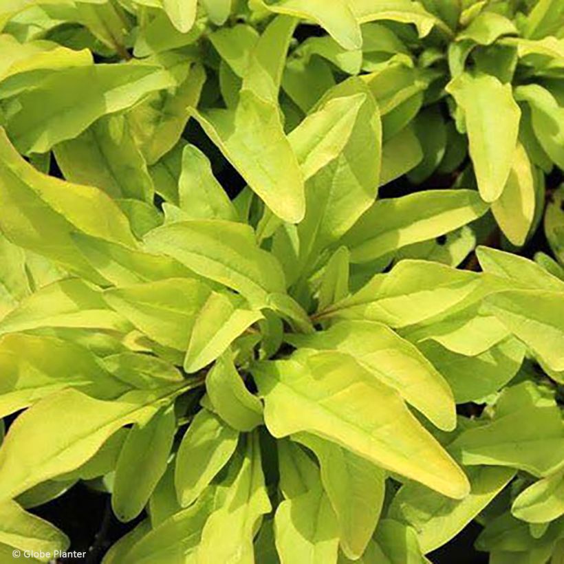 Penstemon digitalis Goldfinger - Slangenkop (Blad)