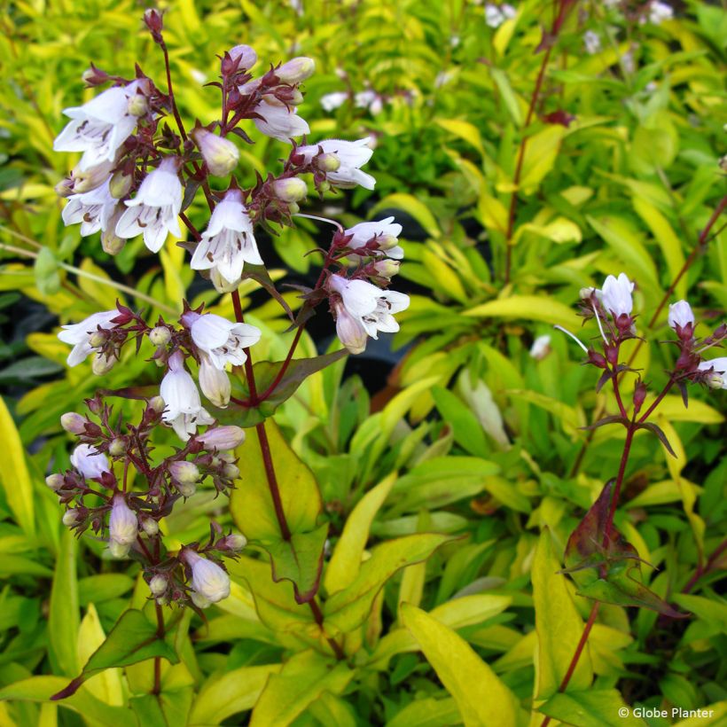 Penstemon digitalis Goldfinger - Slangenkop (Bloei)