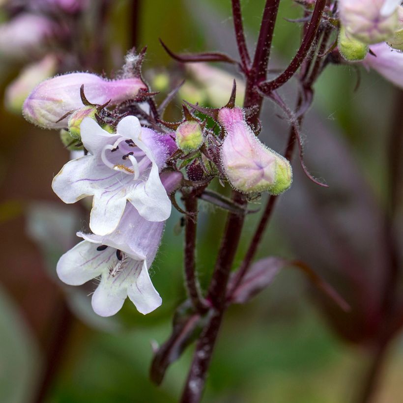 Penstemon digitalis Husker Red (zaad) - Slangenkop (Bloei)