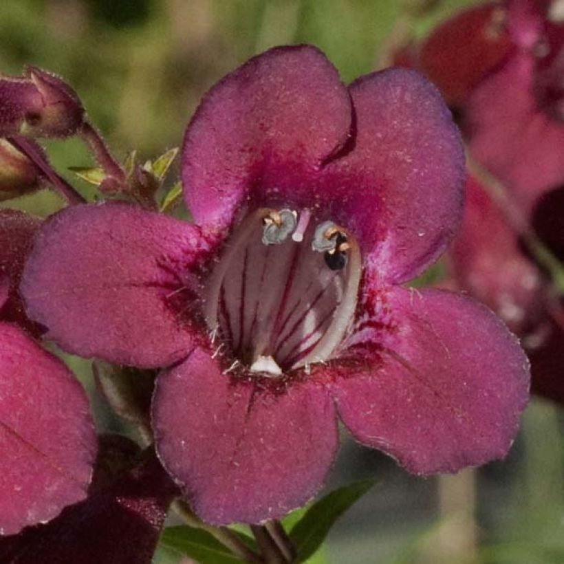 Penstemon Blackbird - Slangenkop (Flowering)