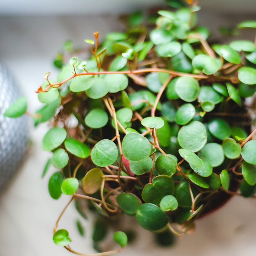 Peperomia Pepperspot (Blad)